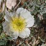 Alpine poppy (Papaver alpina )
