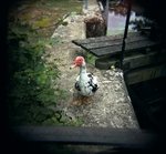 Duck at Flatford Mill, Suffolk