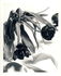 Black & white tulips