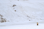 Red Fox sitting, Hayden Valley, Yellowstone National Park