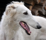 CIC ULIIA Tsar Borzois (Urik du Grand Fresnoy x Raskida)