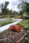 Unusual red frog near a bath tub_098