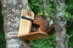 Red Squirrel