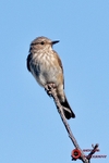 Spotted Flycatcher2