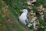 Kittiwake