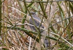Sparrowhawk