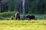 Brown Bears