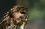 Tawny Owl