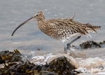 Curlew 1