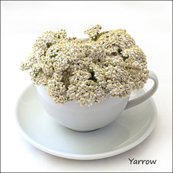 Wild flowers in an cup and saucer portfolio