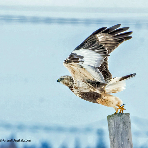 Rough-legged Hawk ending it's lunch break on a fence post @ Tantramar Marsh near Sackville, New Brunswick.