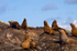 Sea lions - 2744