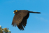 Yellow-tailed Black-cockatoo Female Flying 2 0A3A9222