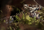 ADDER 2025 MALE 5 XXX