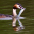Great Crested Grebe with fish - reflection shot