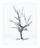 A winters tree