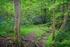 Bluebell view