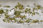 Snowy Plover, Fort De Soto Park, Florida