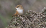 Bearded Tit, Female