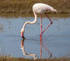 Flamingo.