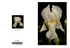 004 Bearded Iris