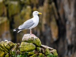Herring Gull