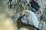 Gannets