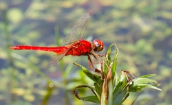 Dragonflies _0035