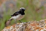 Pied Wheatear (m)