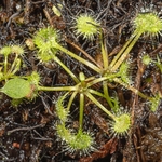 Round-leaved sundew (Drosera rotundifolia)
