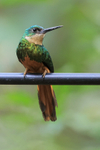 Female Rufous-tailed J...