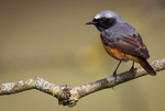 Common Redstart Male