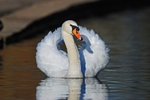 Mute Swan