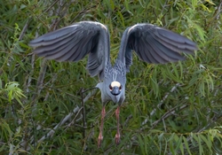 Yellow Crowned Night Heron _0007