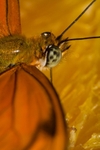 Butterfly8