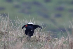 Teesdale  2018-04-15 18-01-06 