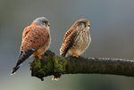 Kestrels