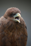 Yellow-billed Kite  _AGT062