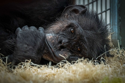Zoo moments