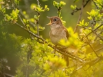Nightingale
