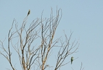 European Bee-eater