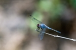 Yellow Tailed Ashy Skimmer