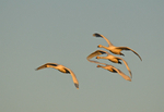 Bewick's Swans