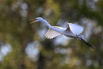 Great Egret calling in flight, Venice Rookery, Florida