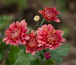 Floral 185