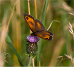 Large Heath