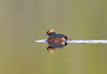 Slavonian Grebe - Podiceps auritus