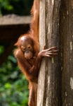 Rosie the Orangutan
