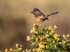 Dartford Warbler