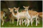 Fallow Deer Fawns 